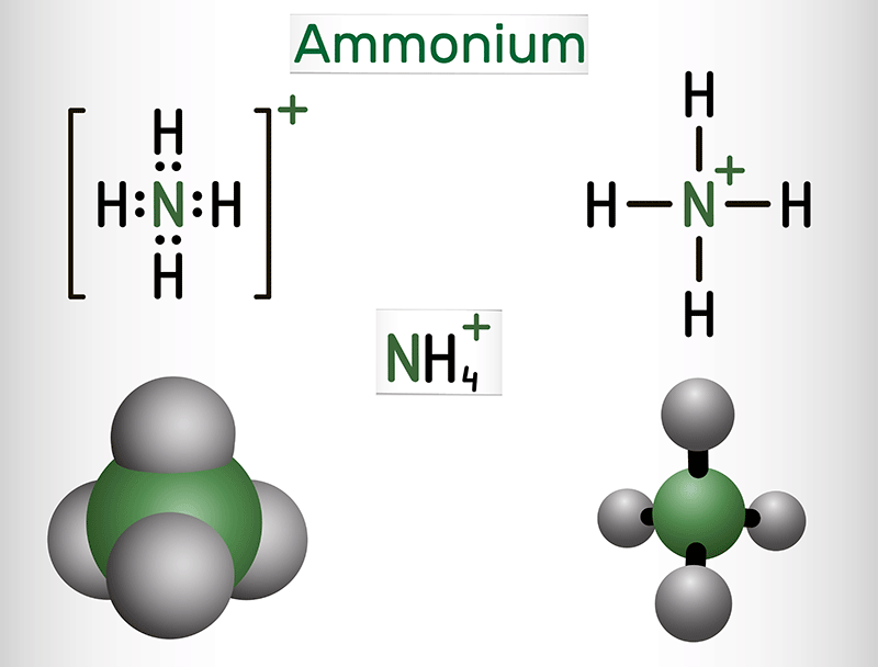 Ammonium Ion Model Ammonium Ion Model